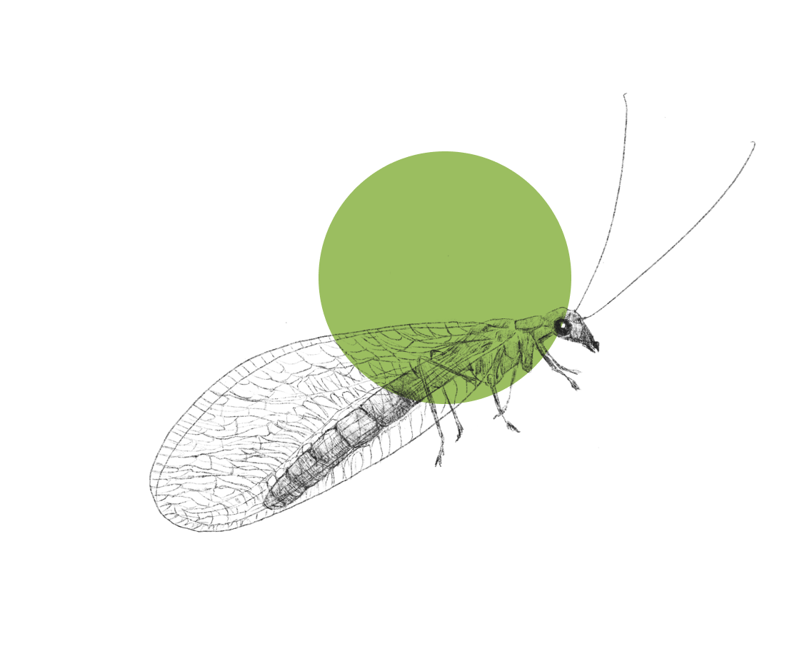 lacewing