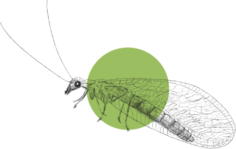 green lacewing