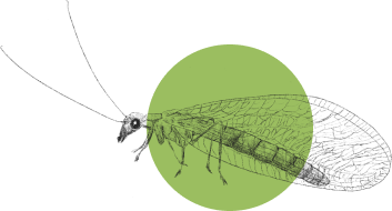 small lacewing